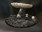 伞菇 野蘑菇 白蘑菇 野外菌菇 松叶林菌子 - 综合模型 蛮蜗网