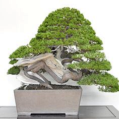 木韦采集到盆景