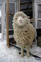 sweet pea paused a moment from her busy day. (essex jct, vt ~ john churchman)