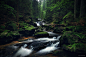 Enchanted Forest Edge