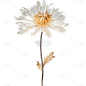 通用3D立体质感花朵元素