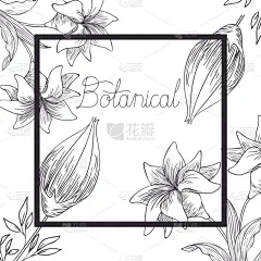 植物学,分离着色,植物群,标签,图标,夏天,华丽的,高雅,自然,庆祝
