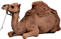 Camel PNG image: 