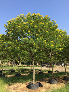 xdnnnn采集到植物立面素材