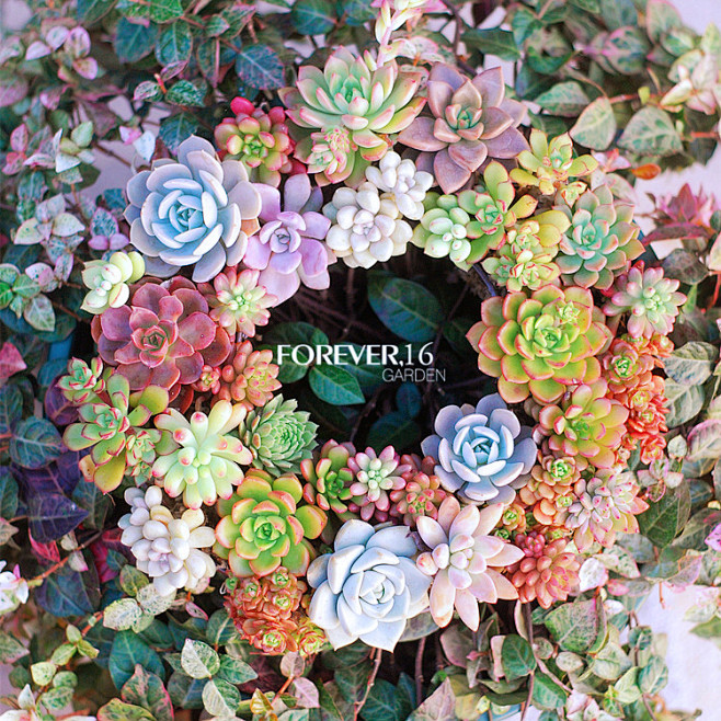 FOREVER16|多肉铁艺花环圣诞花环...