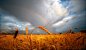 世界各地丰收时节_网易探索
2012年7月16日，一道彩虹在华盛顿州沃拉沃拉东部的麦田上空升起。随着收获时节的来临，　华氏100度的高温已经使这片麦田变成了一片金色的海洋。
