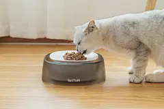 猫在吃素材