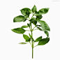 #药草##中药#
