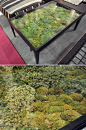 Thai home furniture company Ayodhya's Secret Garden Collection managed to bring nature indoors - without the effort and attention that traditional, live plants require. Each table consists of various types of dried moss beneath a transparent glass tableto