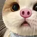 你眼角的泪痣