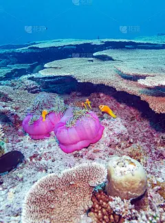 小丑鱼在紫色海葵中筑巢