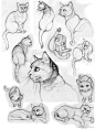 【#绘画参考# 】没有猫猫的小画家，就来一份可爱猫猫素材吧 ​​​​