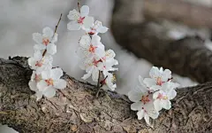 杏花怒放高清宽屏壁纸桌面壁纸1