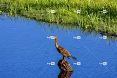 鸟 双冠鸬鹚 野生动物 4K壁纸 Mac壁纸 美丽的大自然