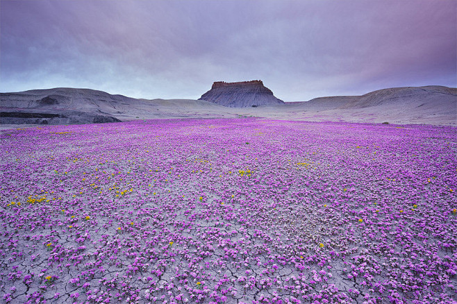 紫色的花朵在荒芜之地。犹他，美国