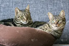 两只大理石猫躺在一张棕色的猫床上，眼神交流