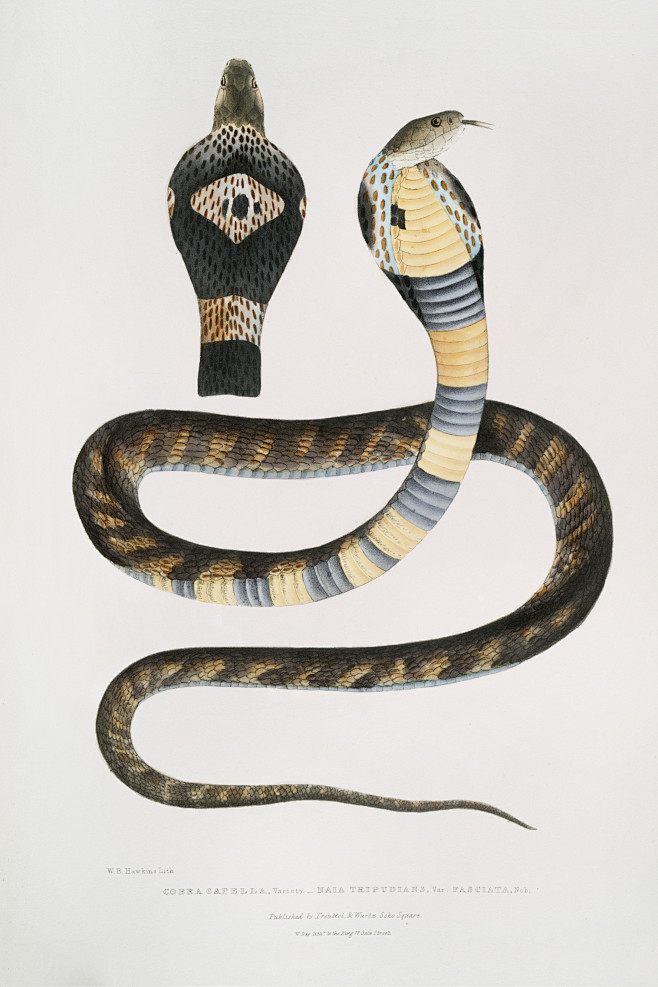 蛇类图鉴眼镜蛇