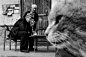 哈萨克斯坦街头的猫 | 摄影师Evgeniya Gor ​​​​ - 街头摄影 - CNU视觉联盟