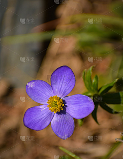Venbiubiu采集到花参考