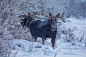 General 2560x1707 snow cold winter animals mammals moose