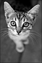 artemisdreaming:

Cat govorit-vsluh
