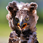 (via 500px / African Crowned Eagle by tbza .)