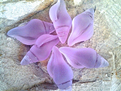 紫承芸诺杨平采集到趣石