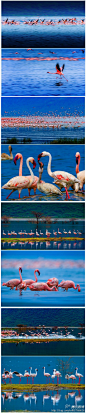 聚集上百万火烈鸟的"观鸟天堂"   肯尼亚 博戈里亚湖#Lake Bogoria#火烈鸟