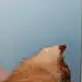 巴拉巴拉老魔妞