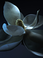 Magnolia