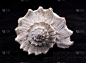 海螺壳的螺旋部分。