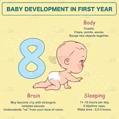 Little newborn baby of 8 months. Development infog