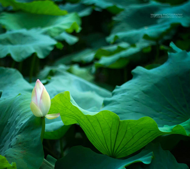 绿色自然植物生长背景荷叶荷花含苞待放池塘