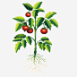 矢量西红柿png免抠素材_新图网 https://ixintu.com 种植 根系 绿色 蔬菜