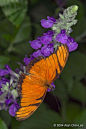 Sliverspot Butterfly | Flutterbys