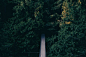 Suspension Bridge - Free Forest Stock Photos