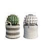 Cactus set