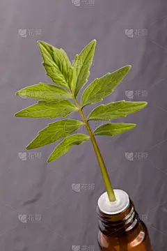 顺势医学,缬草属植物,草药,自然,垂直画幅,根部,无人,健康保健,营养品,吸液管
