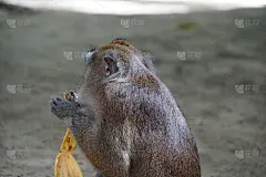 猕猴属fascicularis。爪哇妈妈吃着一根熟透了的黄香蕉。