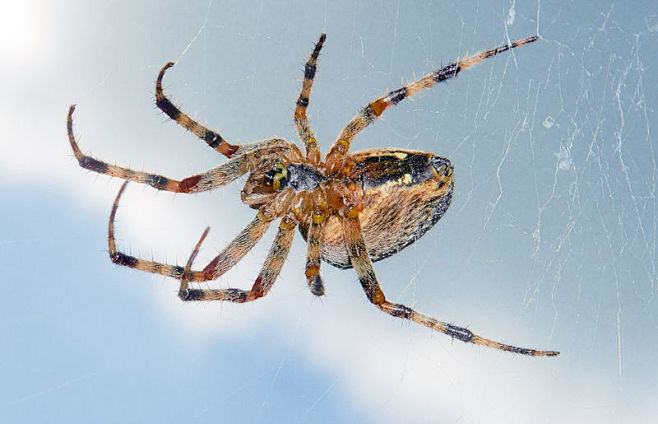 十字园蛛(Araneus diadema...