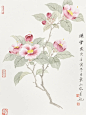 昨晚上课作品 没骨山茶花_1_国画段东梁（招生）_来自小红书网页版