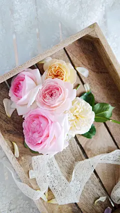 @大圣中的战斗菊#唯美背景#唯美壁纸#壁纸#手机壁纸#美景