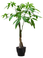室内 绿色植物 PNG免抠  素材  植物花盆
