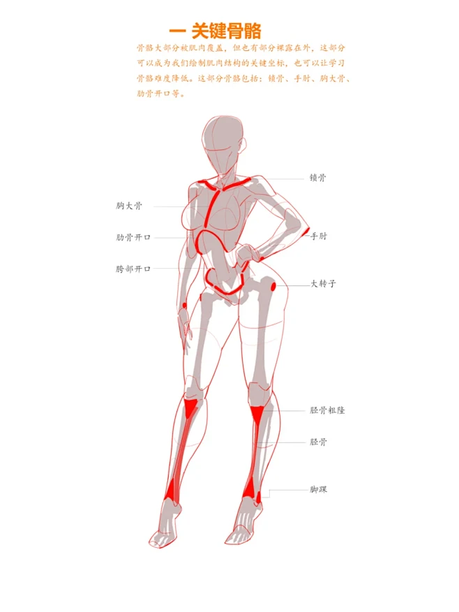 绘画解析，人体动态和骨骼的运动关系 - ...
