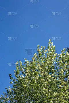 红李天青天开春