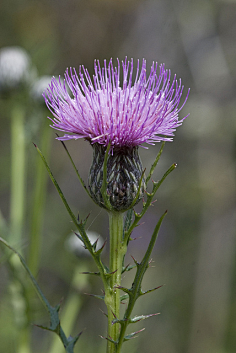 大蓟花thistles蓟属cirsium
