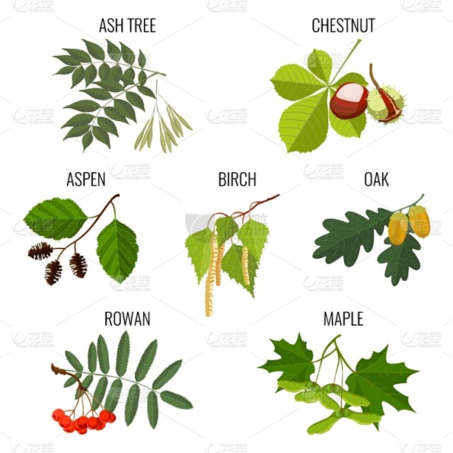 桤树,橡树,白桦,枫树,灰树,栗树,自然,红色,季节,植物群