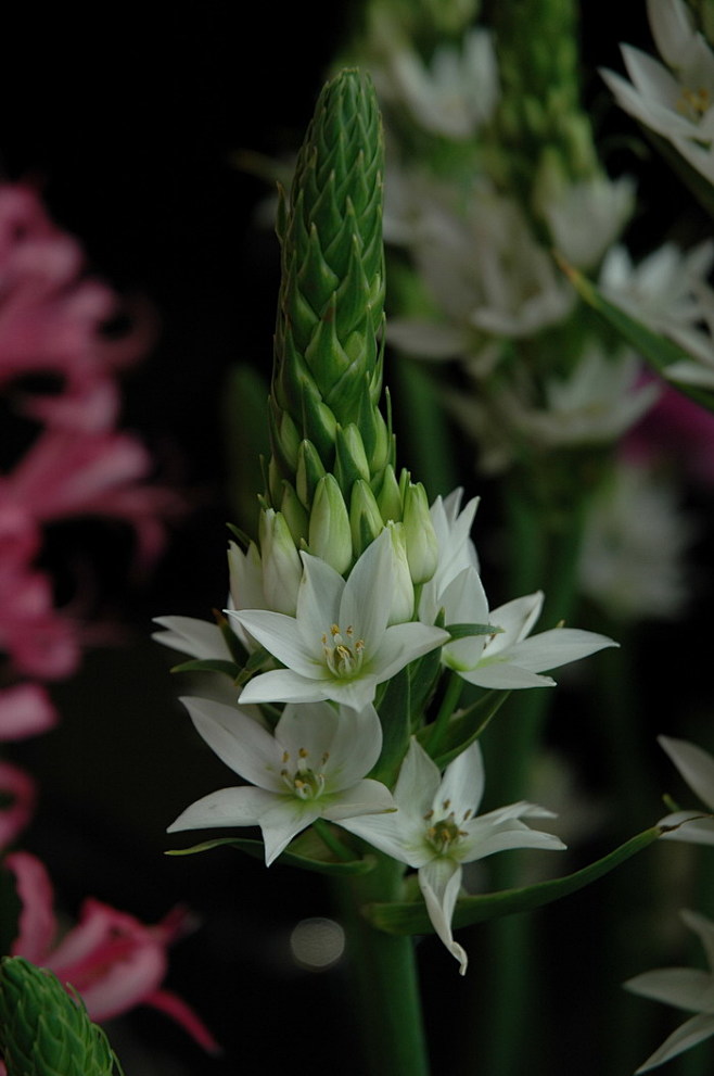 白云花