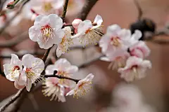 梅花, 春天的花朵, 花朵, 春天, 李子树, 丰富多彩的, 自然, 白色的花