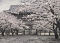 澁泽卿，一位来自日本的僧侣，在专注修行的过程中绘下了寺庙四季景色【春融】  ​​​​
